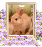 ウサギの火葬(めろん)