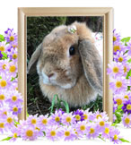 ウサギの火葬(もこ)