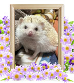 もずくちゃんの追悼写真（小動物の火葬）