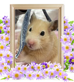 ハムスターの火葬(もちそう)