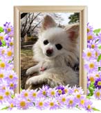 もふちゃんの追悼写真（犬の火葬）