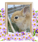 ウサギの火葬(もも)