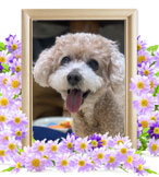 犬の火葬(もも)