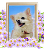 犬の火葬(もも)