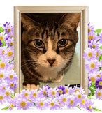 ペットの火葬(もも)