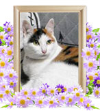 ペットの火葬(もも)