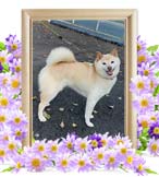 ももちゃんの追悼写真（犬の火葬）