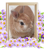 ペット火葬(もんた)