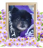 もんぢゃちゃんの追悼写真（犬の火葬）