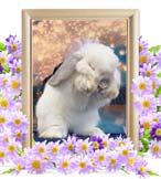 ゆあちゃんの追悼写真（小動物の火葬）