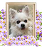 ゆうちゃんの追悼写真（犬の火葬）