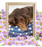 犬火葬(ゆうじろう)