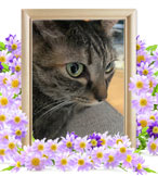 猫を火葬(ゆず)