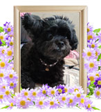 ゆずちゃんの追悼写真（犬の火葬）