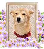 埼玉県|犬のロールちゃんの火葬実績