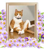 ゆず丸ちゃんの追悼写真（猫の火葬）