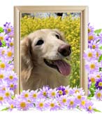 ゆめちゃんの追悼写真（犬の火葬）