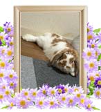 らくるちゃんの追悼写真
