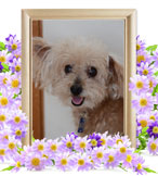 犬の火葬(らぶ)