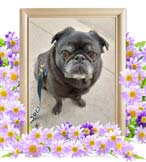 りきちゃんの追悼写真（犬の火葬）