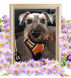 犬火葬(りょうま)