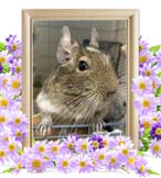 りんごちゃんの追悼写真（小動物の火葬）