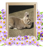 うさぎの火葬(れむ)