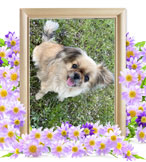 犬の火葬(ろっか)