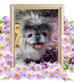 わさびちゃんの追悼写真（犬の火葬）