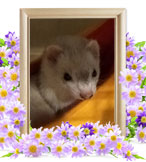 フェレットの火葬(わらび)