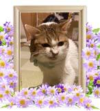 わらびちゃんの追悼写真（猫の火葬）