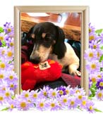 アトムちゃんの追悼写真（犬の火葬）