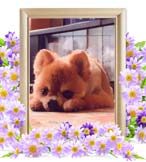 アトムちゃんの追悼写真（犬の火葬）