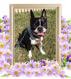 ペット火葬(アビー)