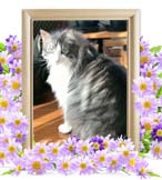 アランちゃんの追悼写真（猫の火葬）