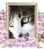 猫の火葬(アリーナ)