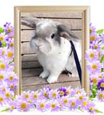 アルバスちゃんの追悼写真（小動物の火葬）