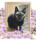 アンチョビちゃんの追悼写真（猫の火葬）