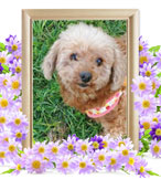 犬の火葬(アース)