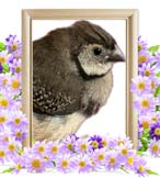 イモラちゃんの追悼写真（小動物の火葬）