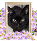 ヴィズちゃんの追悼写真（猫の火葬）