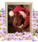 犬の火葬(ウー)