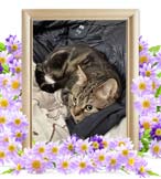 エースちゃんの追悼写真（猫の火葬）