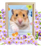 オリーちゃんの追悼写真（小動物の火葬・埼玉県）