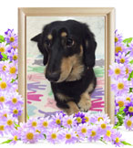 ペットの火葬(カイ)