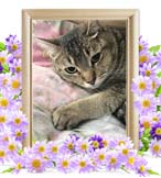 カノンちゃんの追悼写真