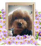 カブちゃんの追悼写真（犬の火葬）