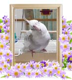 カムイちゃんの追悼写真（小動物の火葬・埼玉県）