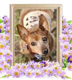 犬の火葬(カルア)