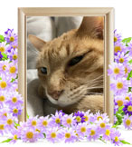 猫の火葬(ガッ)